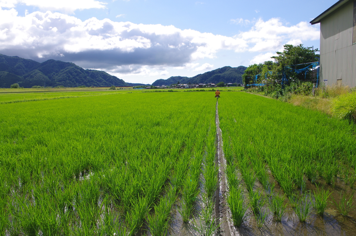 無農薬米 令和8年産 岩船産コシヒカリ 無農薬米 溝切り作業