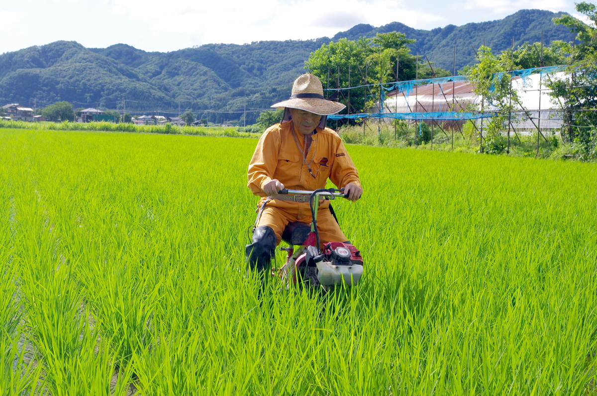 無農薬米 令和8年産 岩船産コシヒカリ 無農薬米 溝切り作業