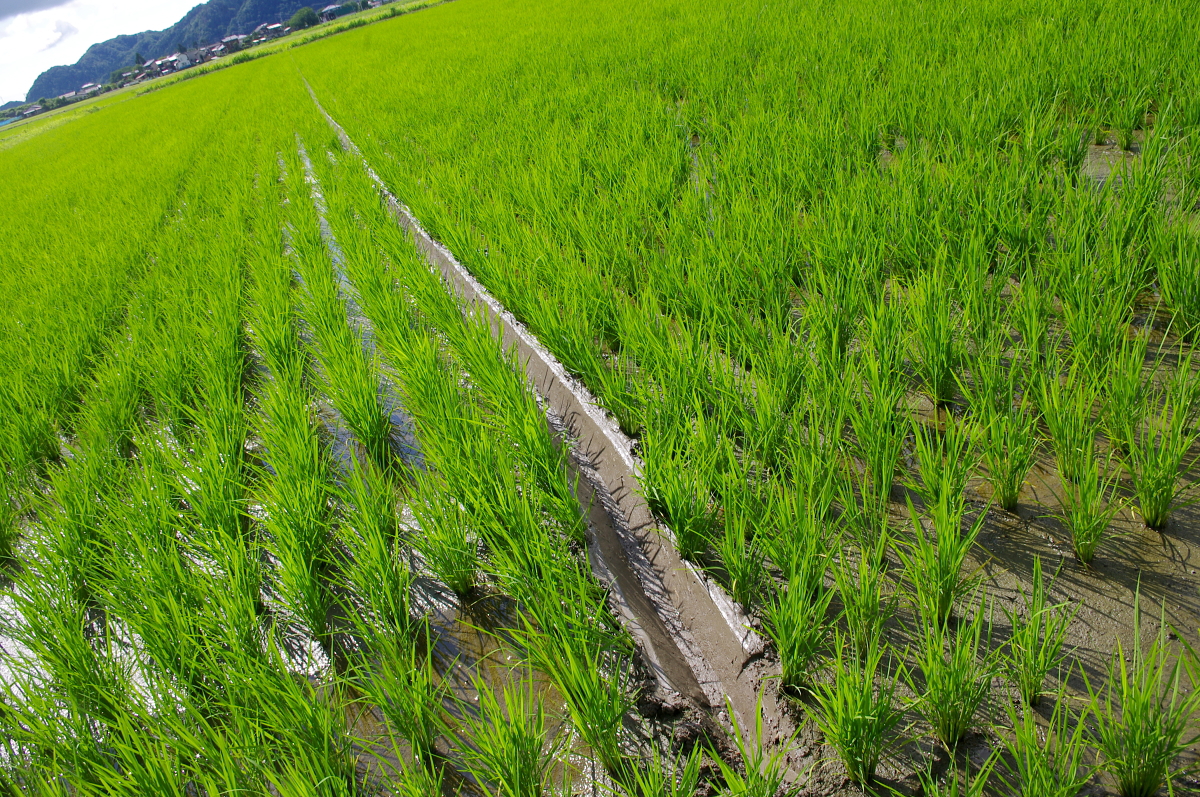 無農薬米 令和8年産 岩船産コシヒカリ 無農薬米 溝切り作業