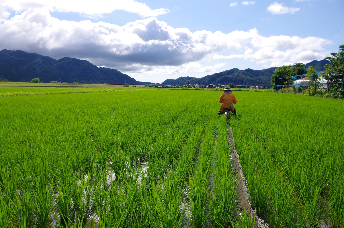 無農薬米 令和8年産 岩船産コシヒカリ 無農薬米 溝切り作業