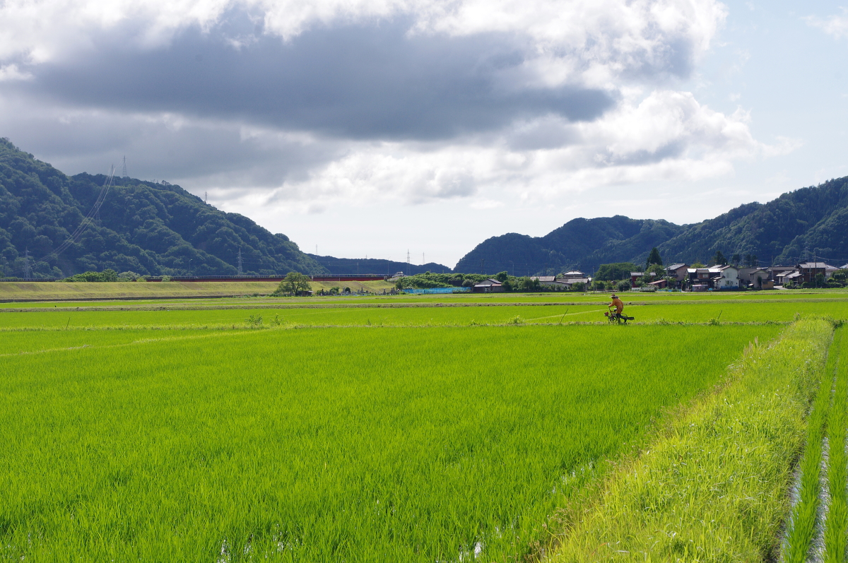 無農薬米 令和8年産 岩船産コシヒカリ 無農薬米 溝切り作業