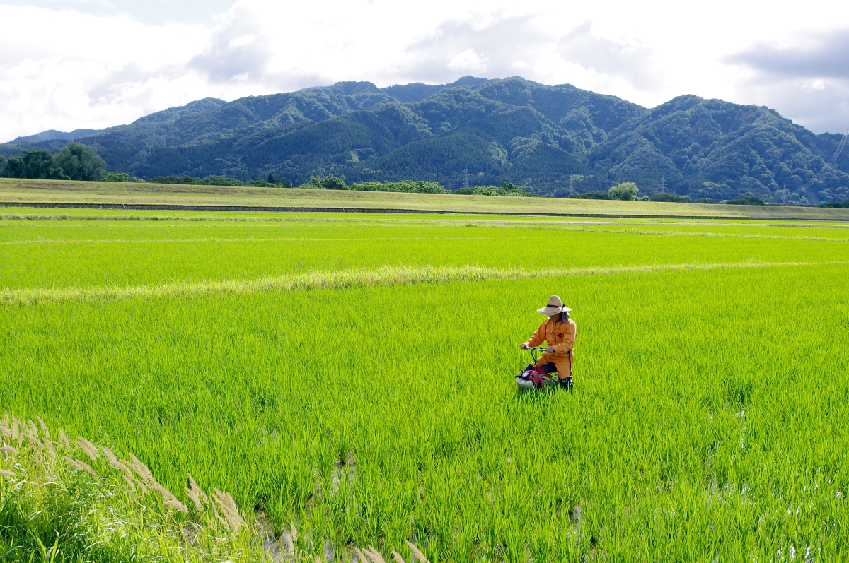 無農薬米 令和8年産 岩船産コシヒカリ 無農薬米 溝切り作業