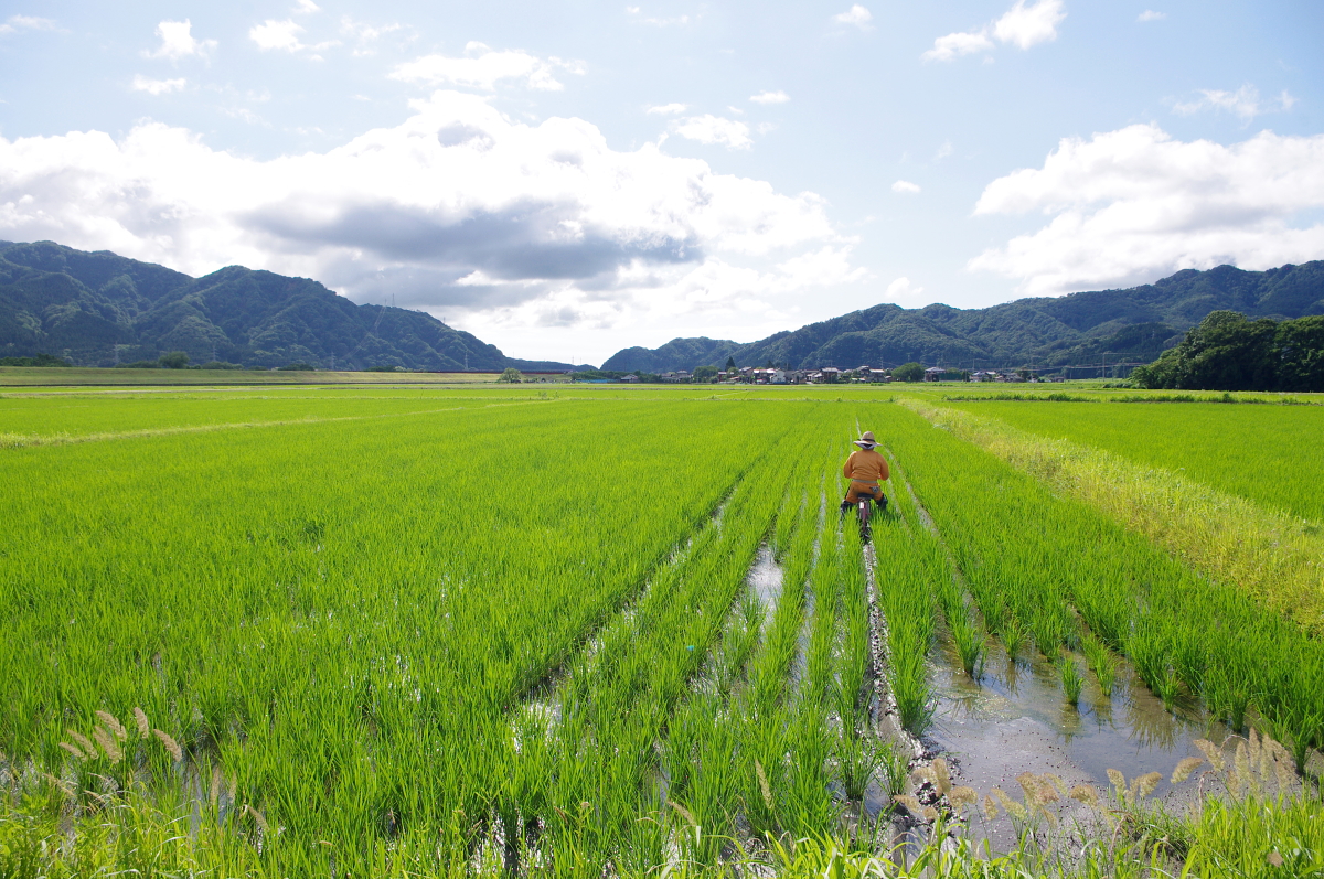 無農薬米 令和8年産 岩船産コシヒカリ 無農薬米 溝切り作業