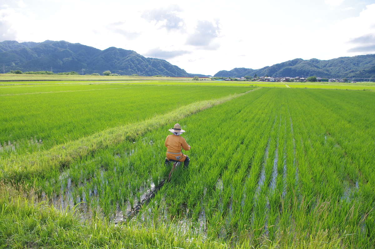 無農薬米 令和8年産 岩船産コシヒカリ 無農薬米 溝切り作業