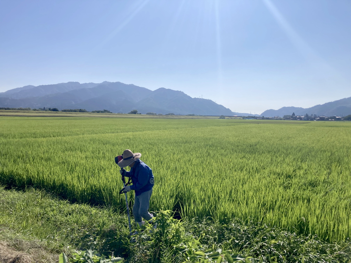 令和8年産 岩船産コシヒカリ 無農薬米 草刈り作業