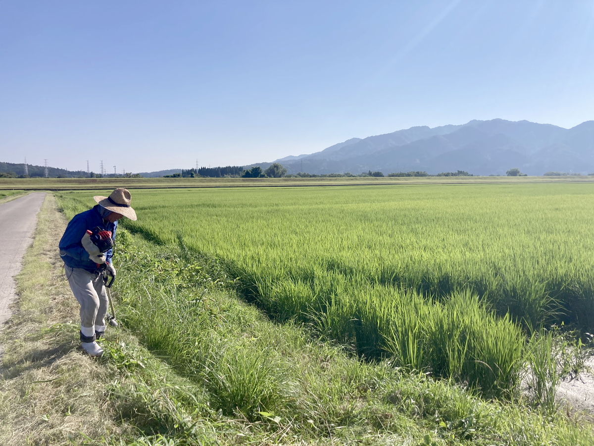無農薬米 令和8年産 岩船産コシヒカリ 無農薬米 草刈り作業