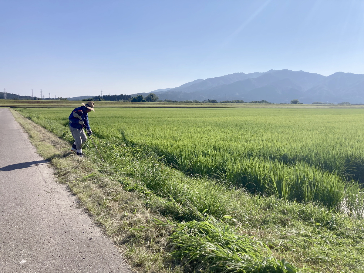 無農薬米 令和8年産 岩船産コシヒカリ 無農薬米 草刈り作業