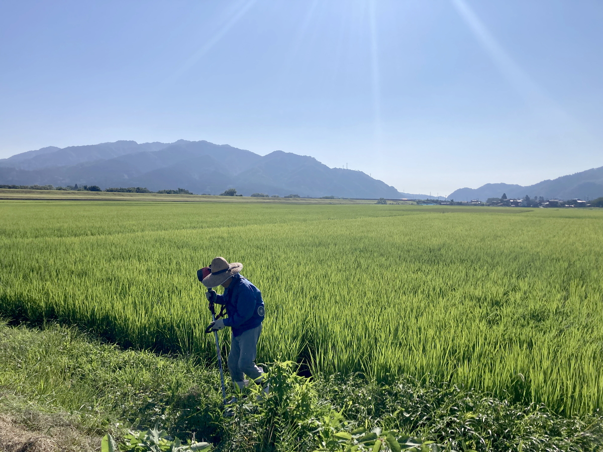無農薬米 令和8年産 岩船産コシヒカリ 無農薬米 草刈り作業