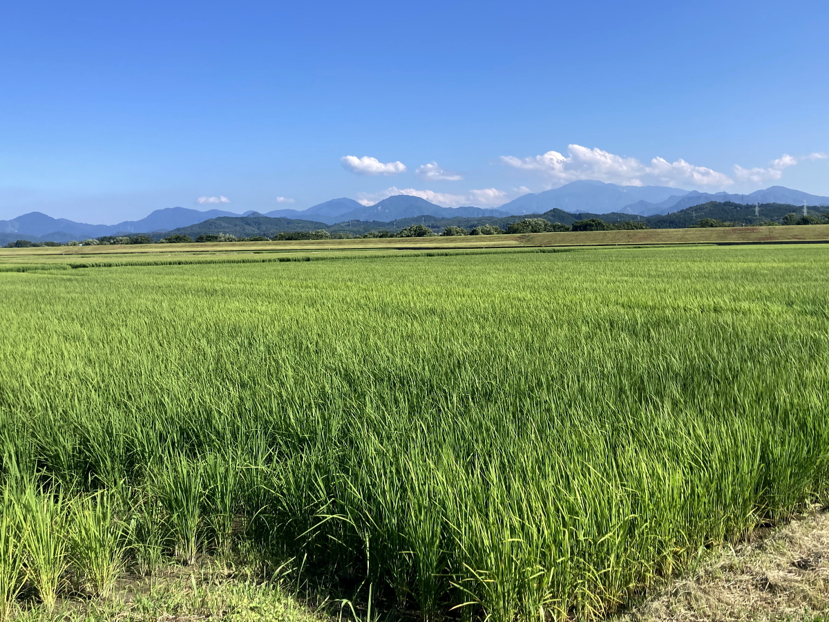 無農薬米 令和8年産 岩船産コシヒカリ 無農薬米 草刈り作業