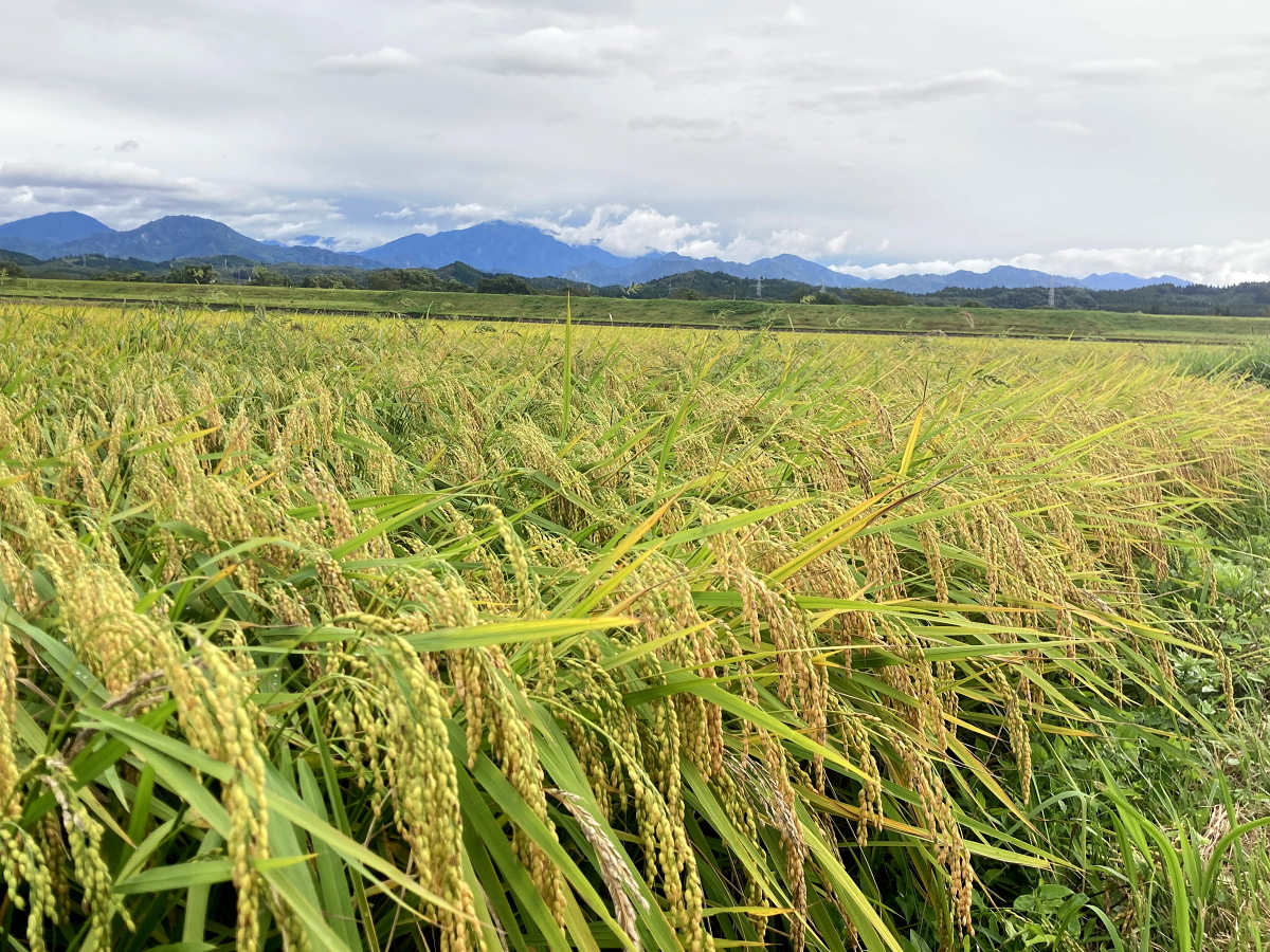 令和8年産 岩船産コシヒカリ 無農薬米 登熟期後半です