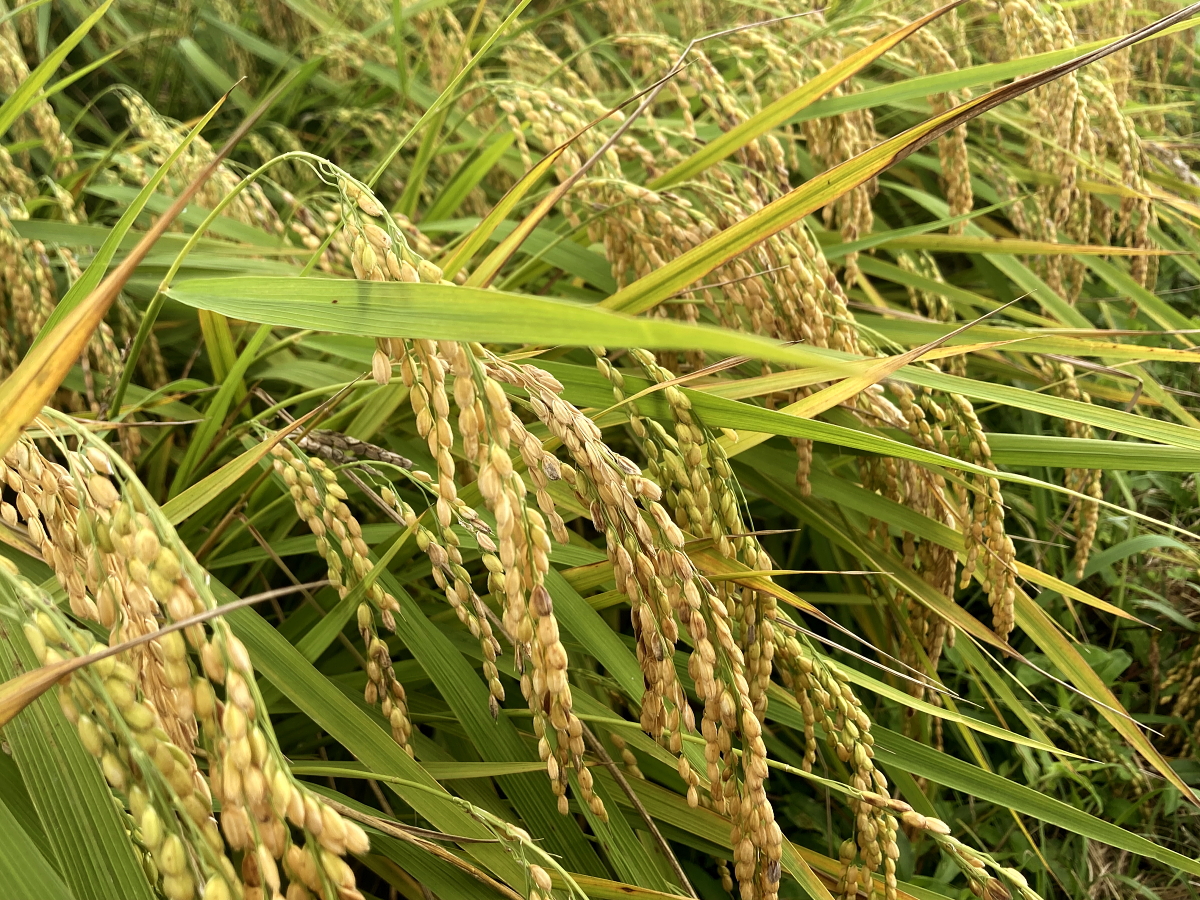 無農薬米 令和8年産 岩船産コシヒカリ 無農薬米 登熟期後半です