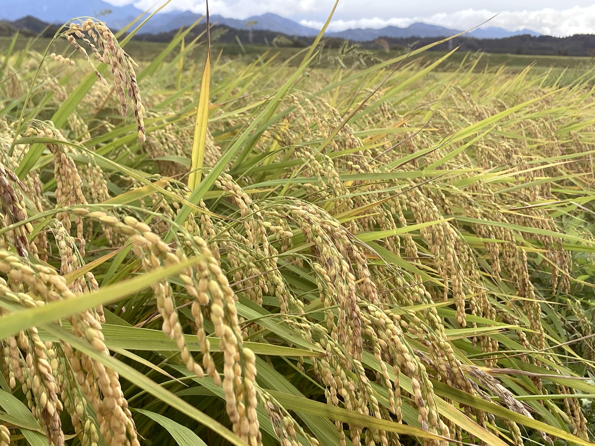 無農薬米 令和8年産 岩船産コシヒカリ 無農薬米 登熟期後半です