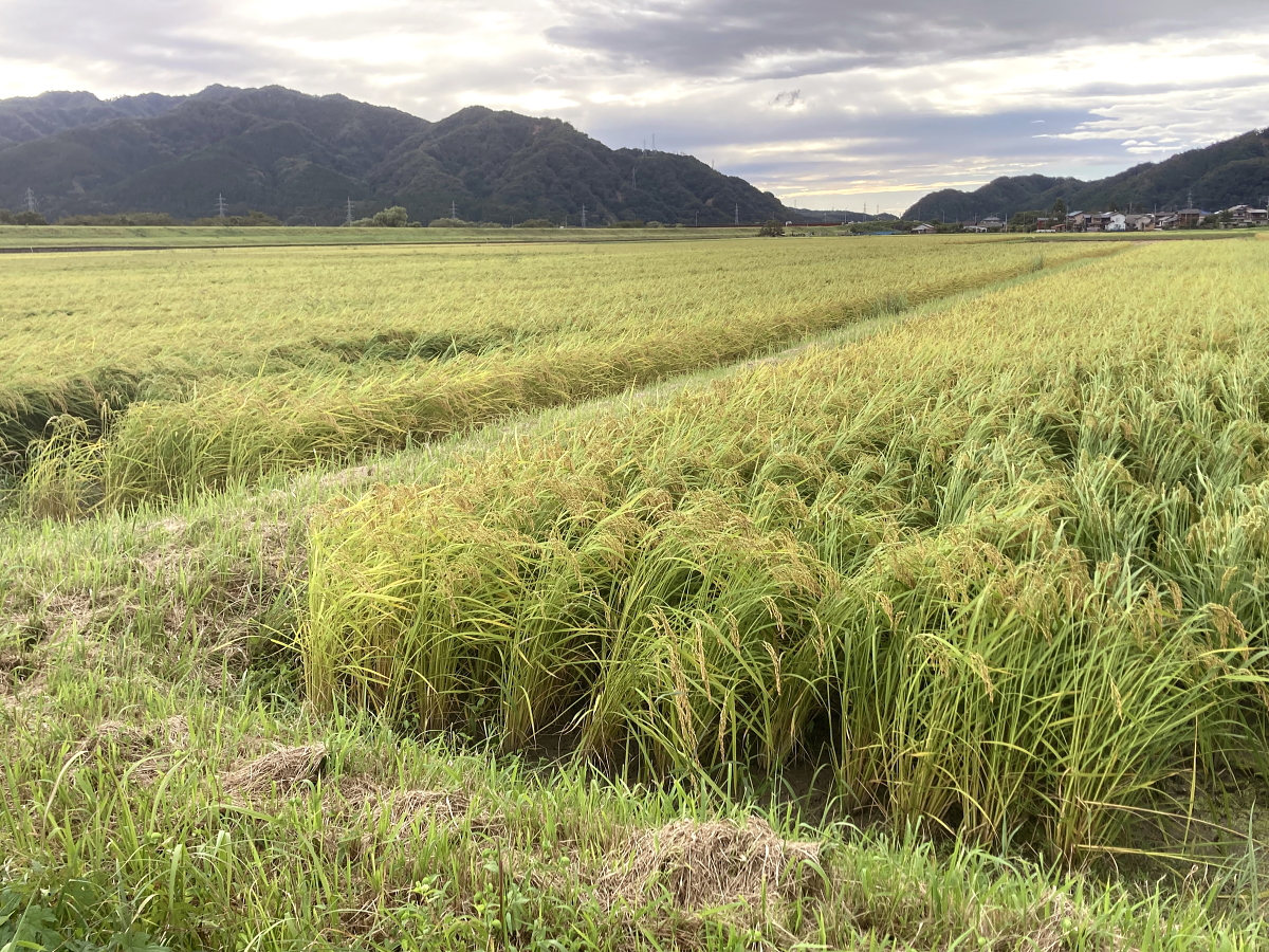無農薬米 令和8年産 岩船産コシヒカリ 無農薬米 登熟期後半です