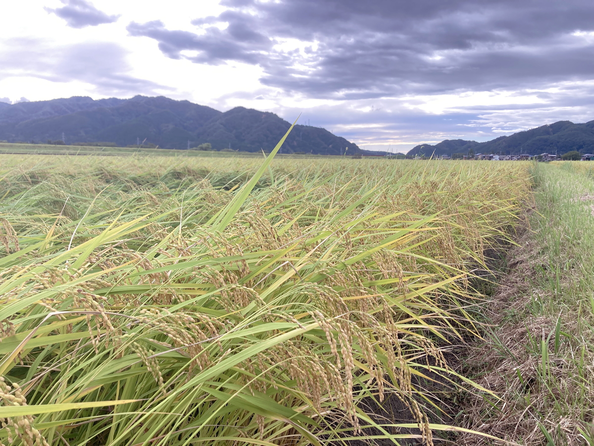 無農薬米 令和8年産 岩船産コシヒカリ 無農薬米 登熟期後半です