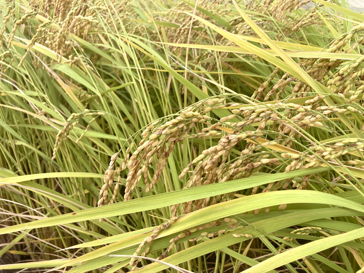 無農薬米 令和8年産 岩船産コシヒカリ 無農薬米 登熟期後半です