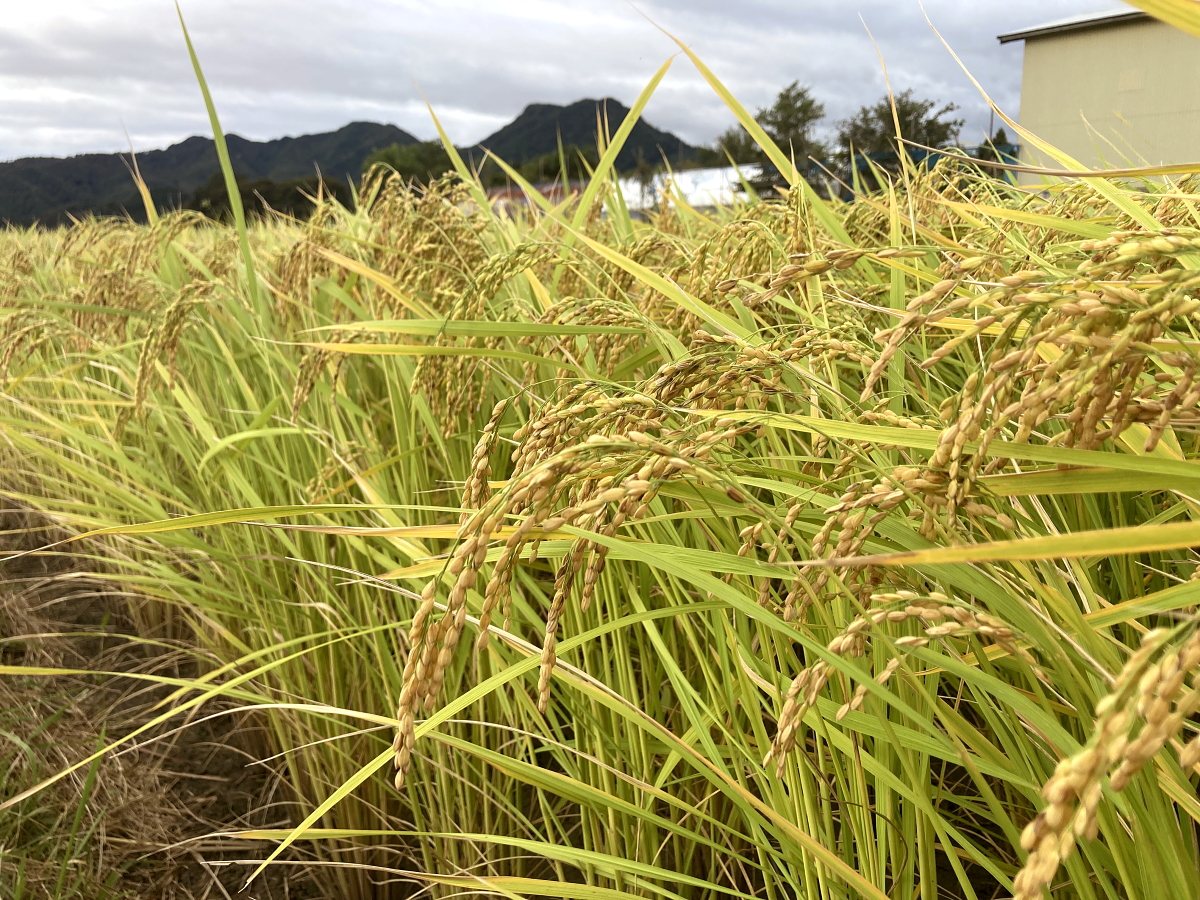 無農薬米 令和8年産 岩船産コシヒカリ 無農薬米 登熟期後半です
