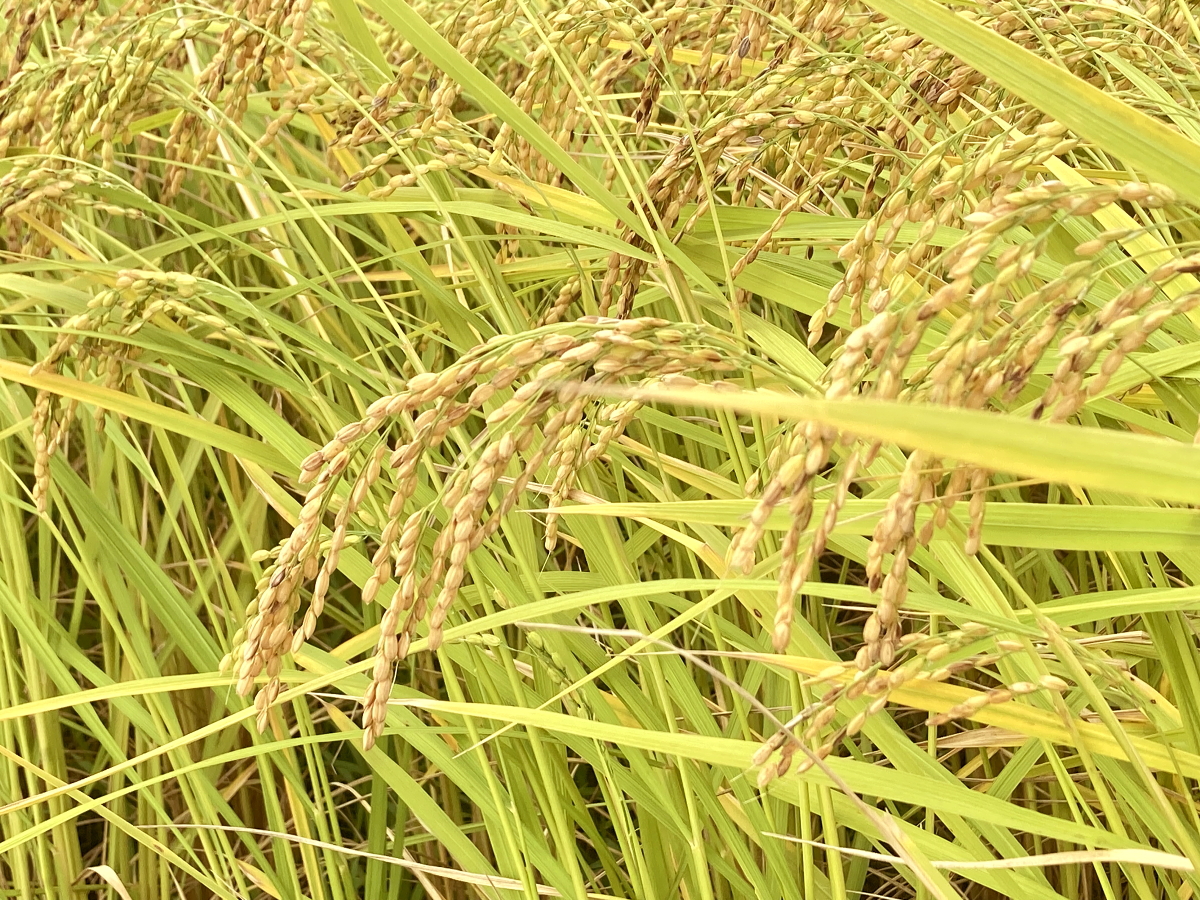 無農薬米 令和8年産 岩船産コシヒカリ 無農薬米 登熟期後半です
