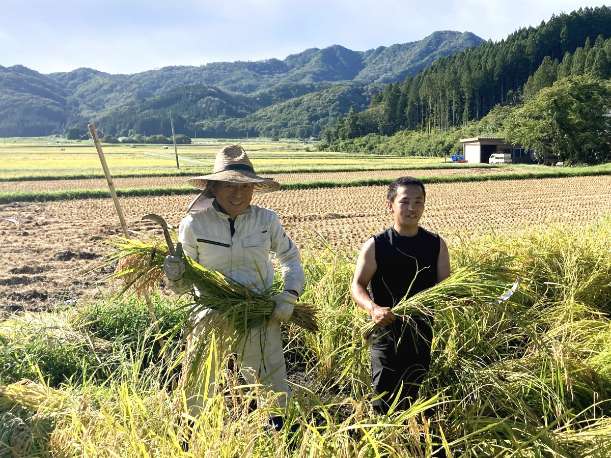 令和8年産 岩船産コシヒカリ 【極上】こだわり米 稲刈り始まりました