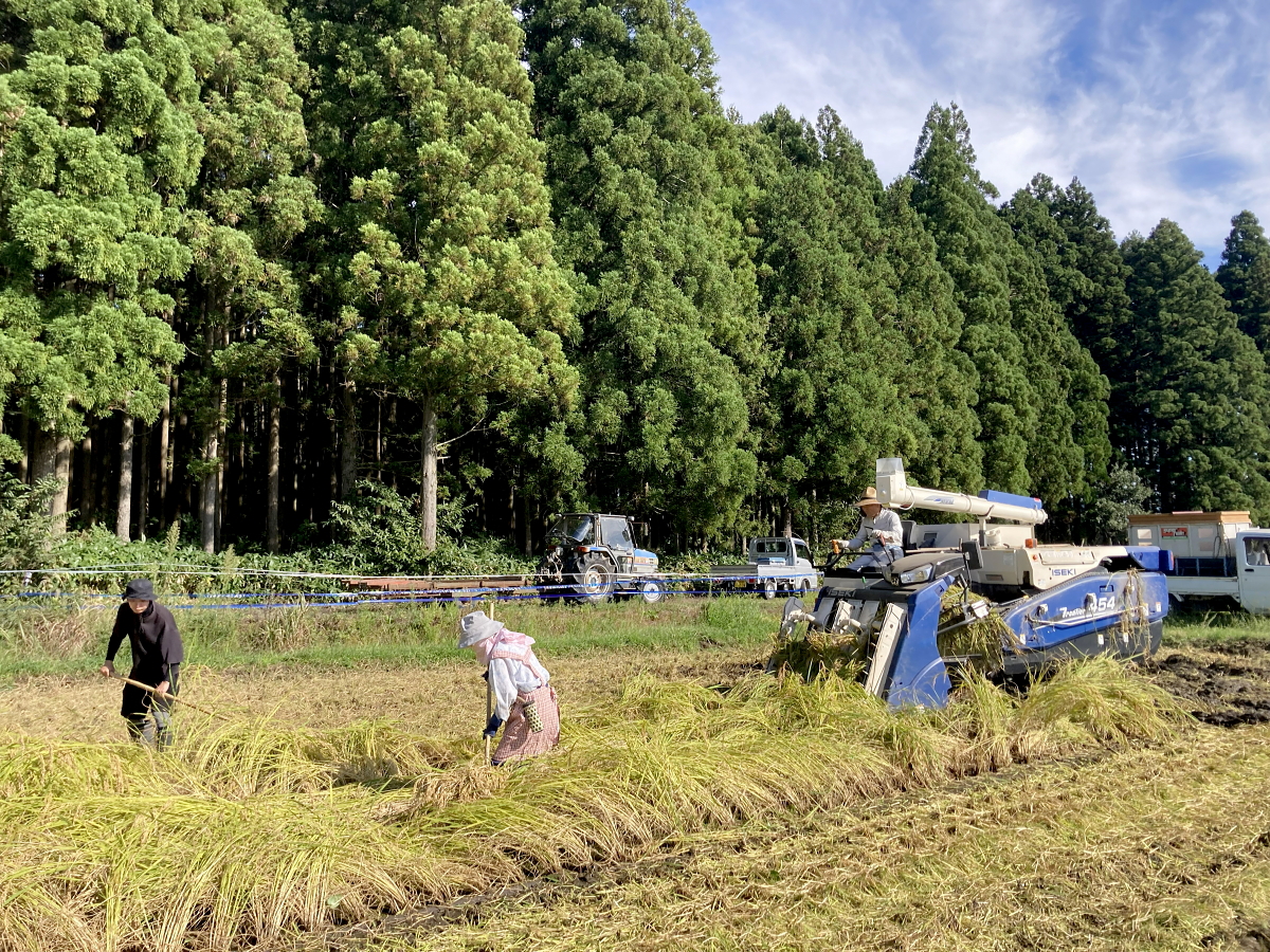 令和8年産 岩船産コシヒカリ 【極上】こだわり米 稲刈り始まりました