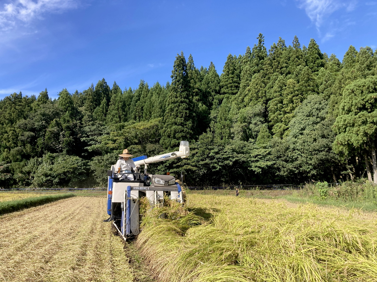 令和8年産 岩船産コシヒカリ 【極上】こだわり米 稲刈り始まりました