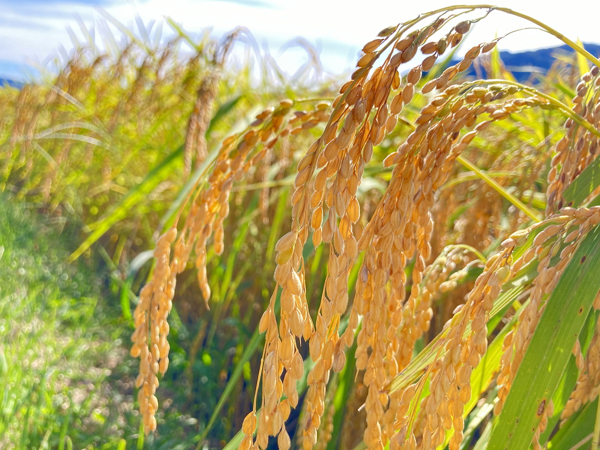 令和8年産 岩船産コシヒカリ 【極上】こだわり米 稲刈り始まりました
