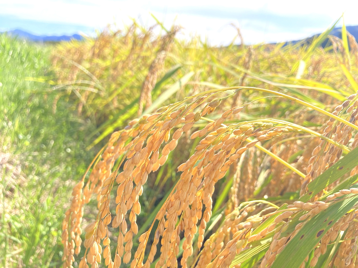 令和8年産 岩船産コシヒカリ 【極上】こだわり米 稲刈り始まりました