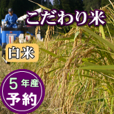 岩船産コシヒカリ こだわり米 白米