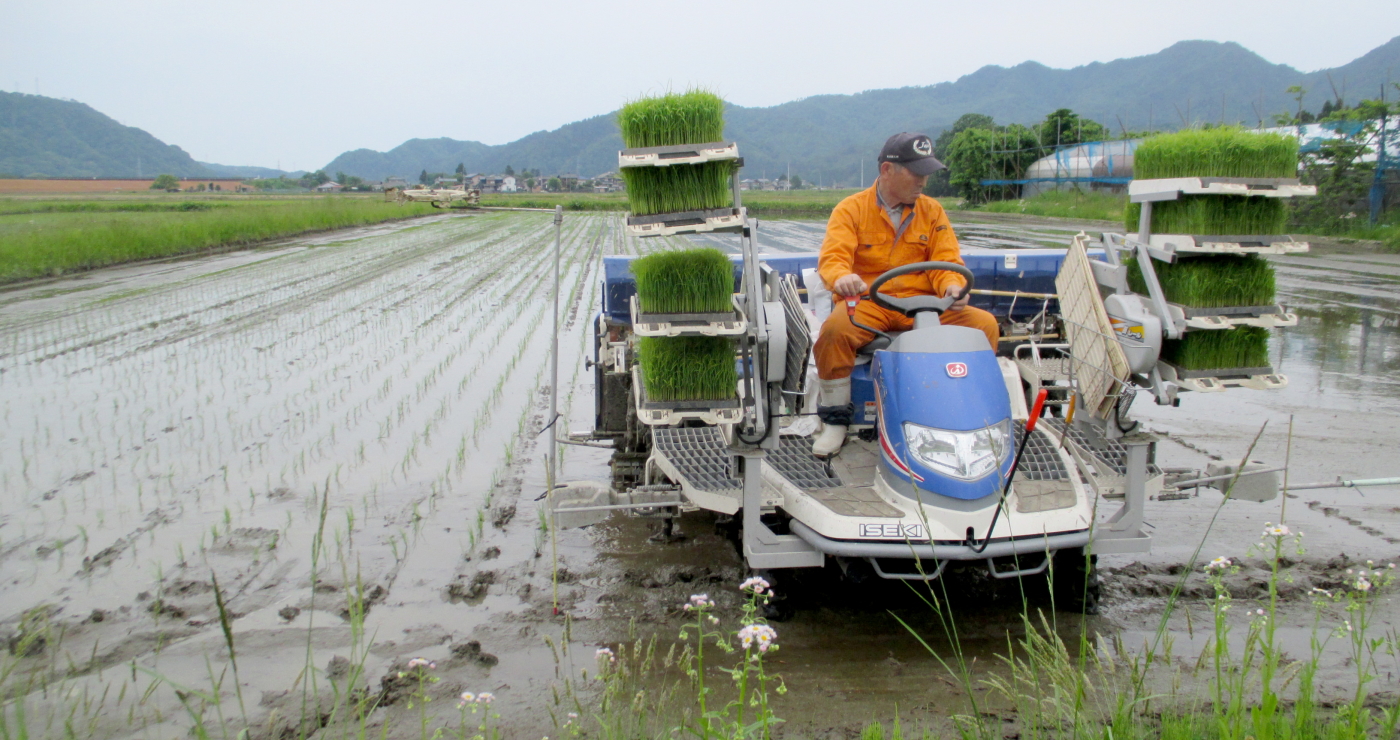 無農薬米の田植え